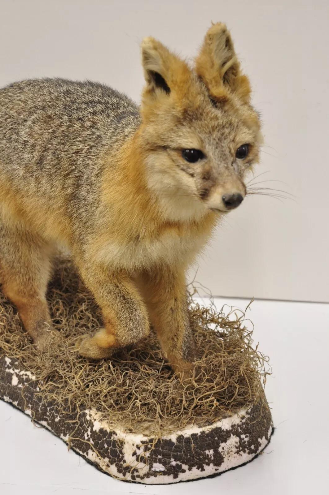 gray fox mounts