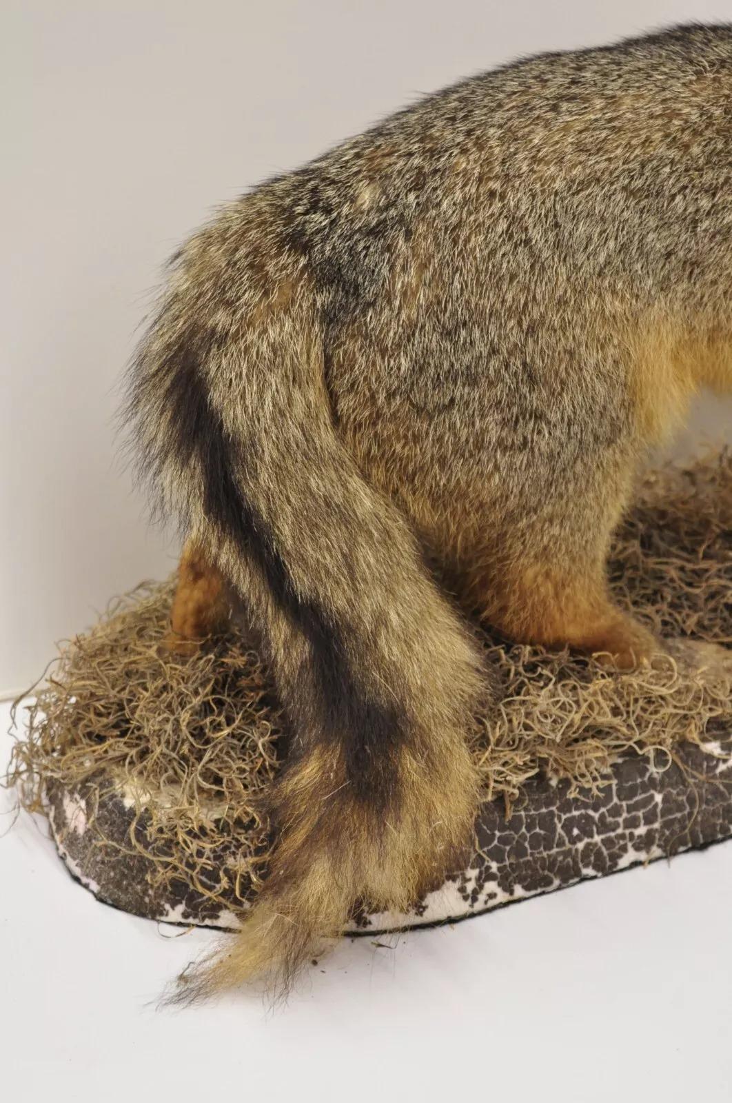 grey fox mounts