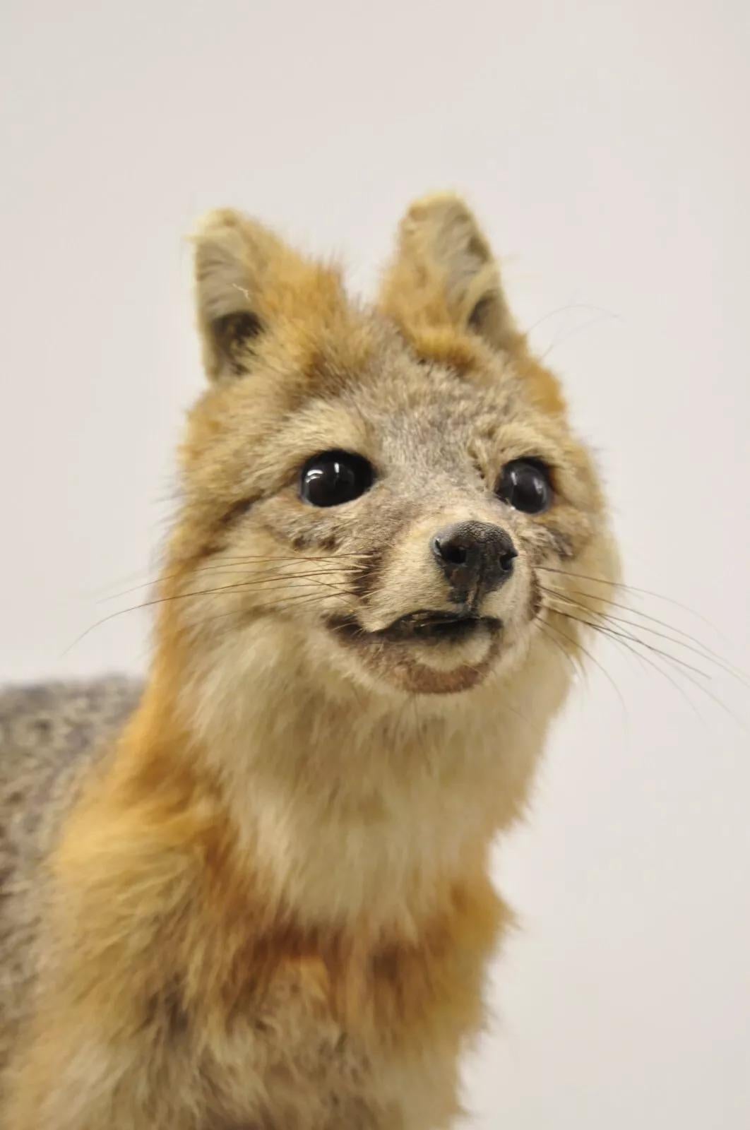 full body fox mounts
