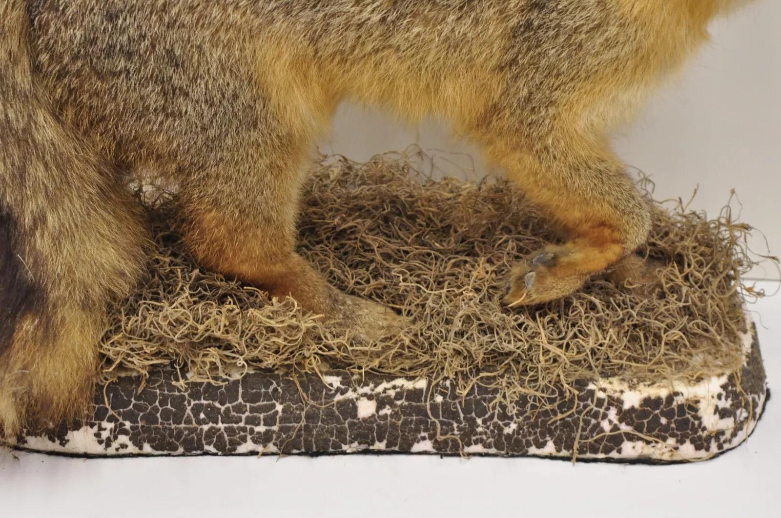 Rustic Vintage Full Body Mount Stuffed Gray Fox Taxidermy Mancave Decor