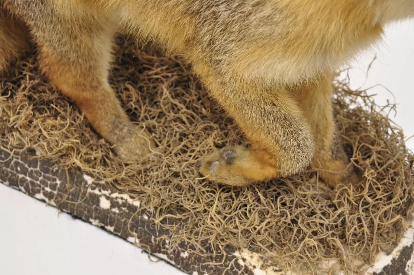 Unknown Vintage Full Body Mount Stuffed Gray Fox Taxidermy Mancave Decor