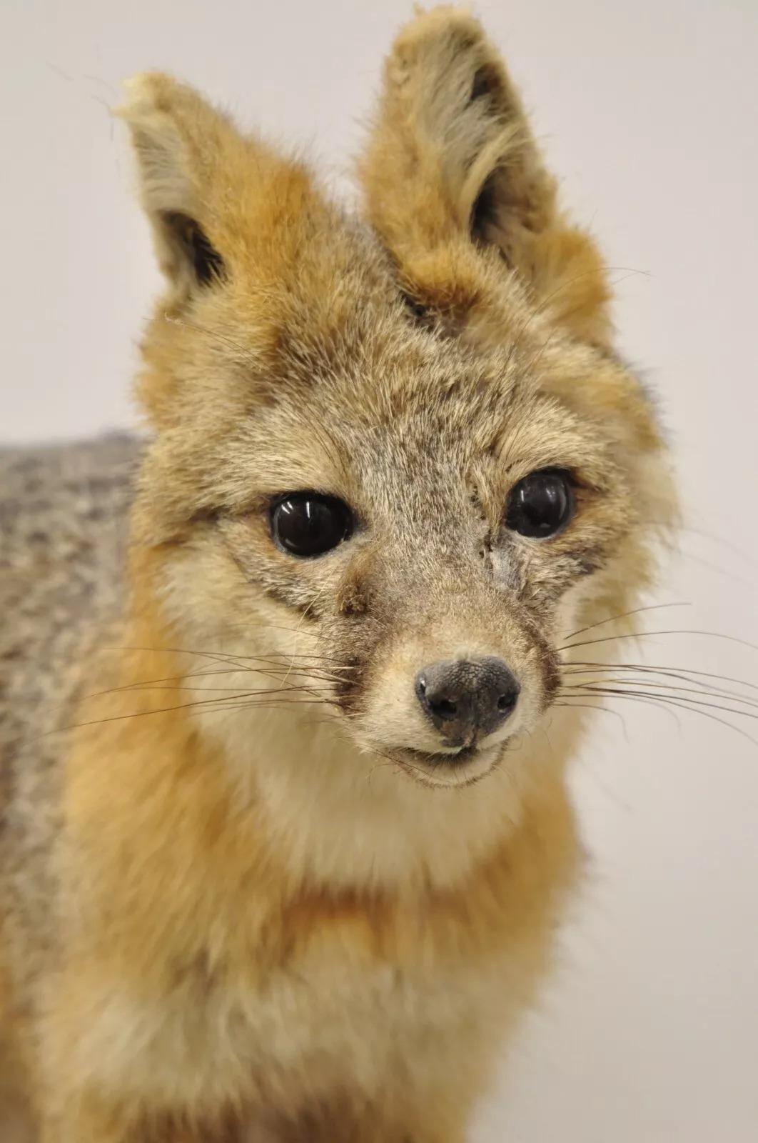 Vintage Full Body Mount Stuffed Gray Fox Taxidermy Mancave Decor In Good Condition In Philadelphia, PA