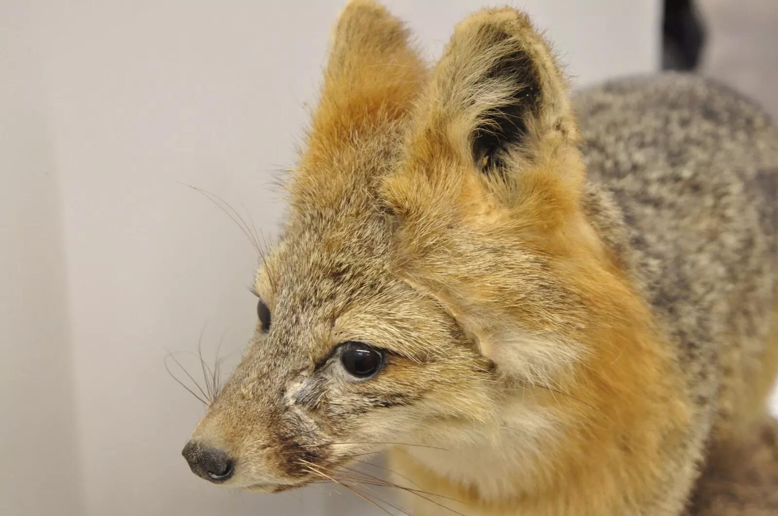20th Century Vintage Full Body Mount Stuffed Gray Fox Taxidermy Mancave Decor