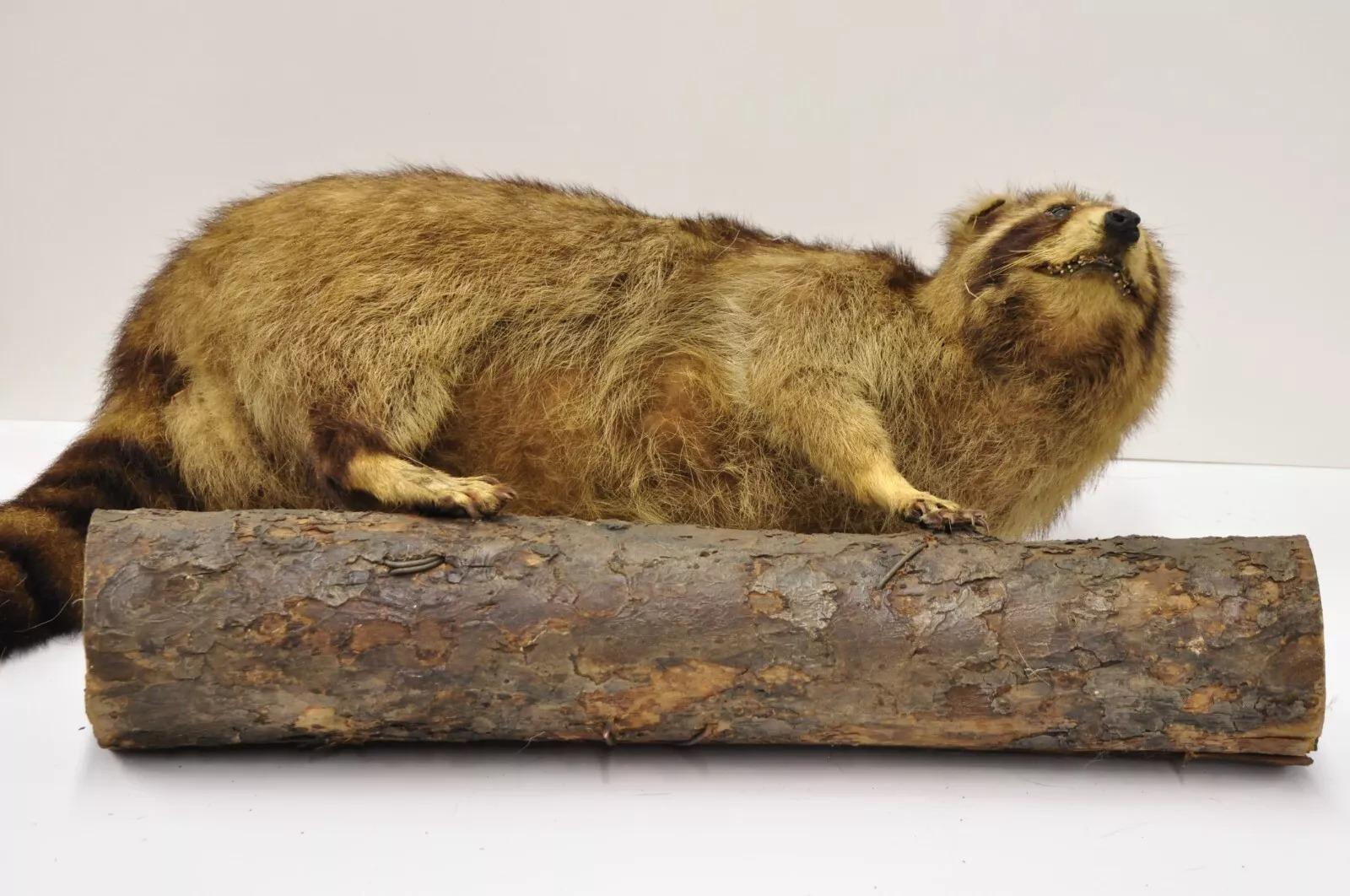 Vintage Full Body Mount Stuffed Racoon Wandbehang Taxidermie Mancave Deko-Dekor, Vintage im Angebot 3