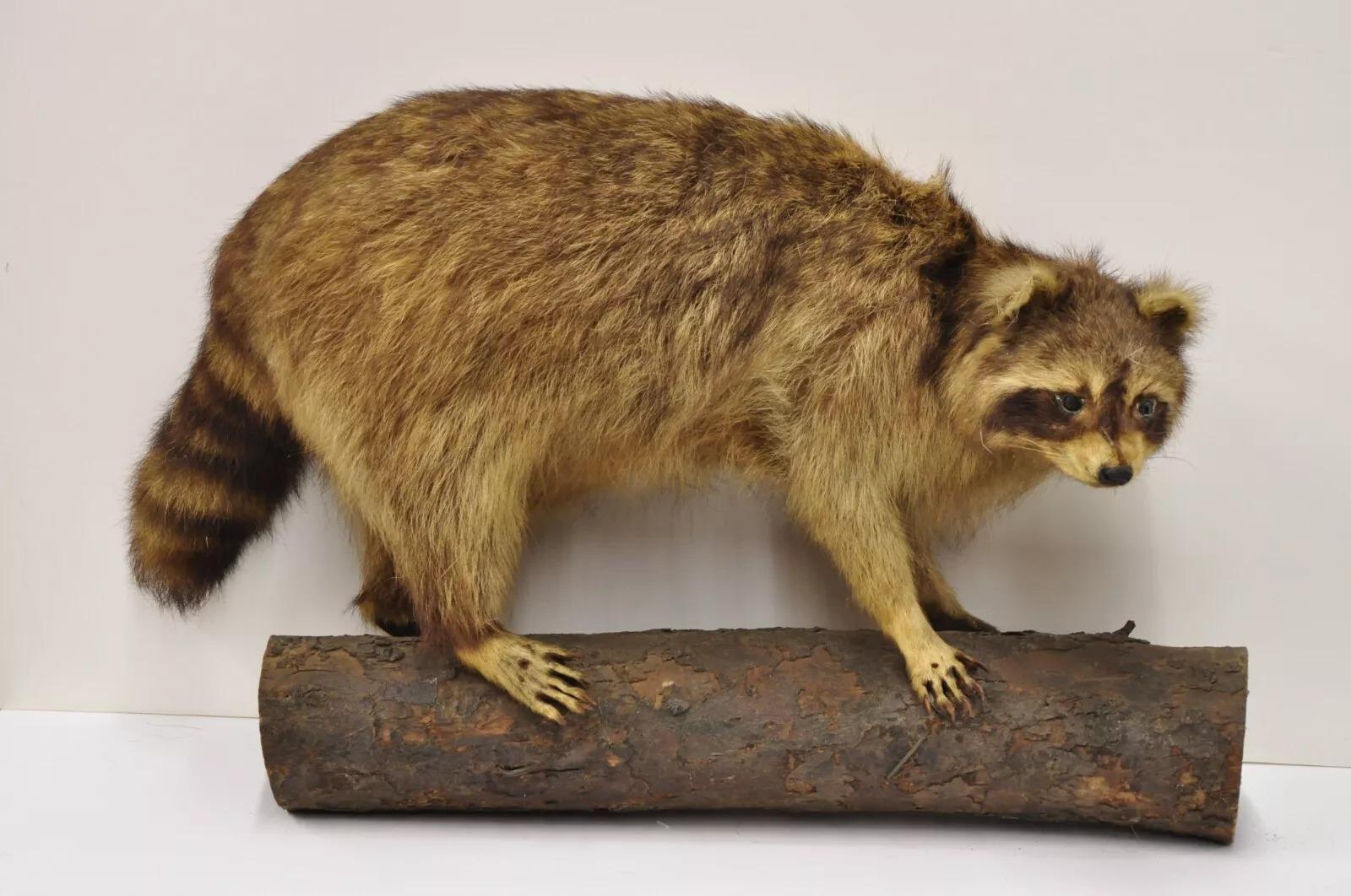 Vintage Full Body Mount Stuffed Racoon Wandbehang Taxidermie Mancave Deko-Dekor, Vintage im Angebot 5