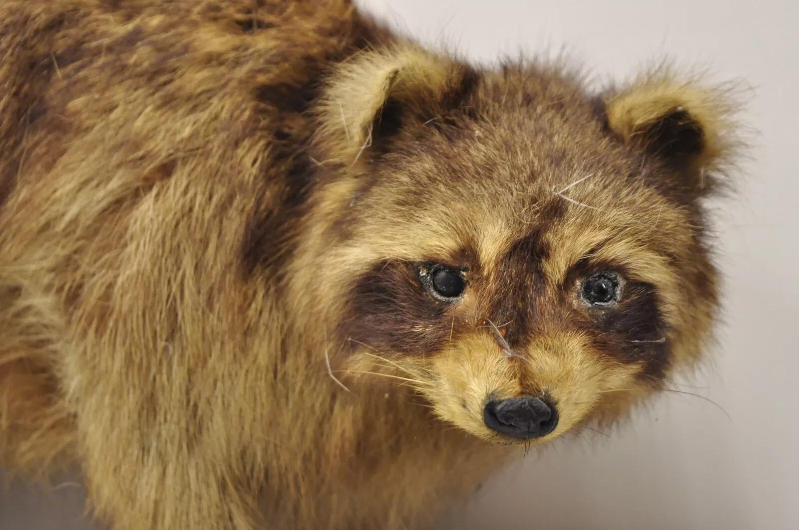 Vintage Full Body Stuffed Racoon Wall Hanging Mount Taxidermy Mancave Decor. Circa Mitte des 20. Jahrhunderts. Abmessungen (insgesamt): 18