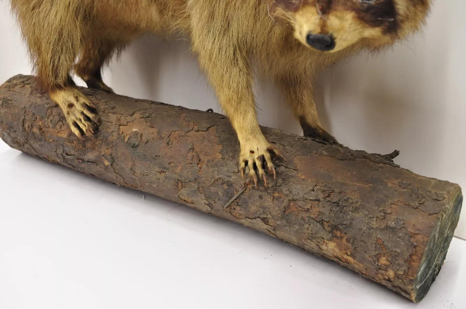 Vintage Full Body Mount Stuffed Racoon Wandbehang Taxidermie Mancave Deko-Dekor, Vintage (Rustikal) im Angebot