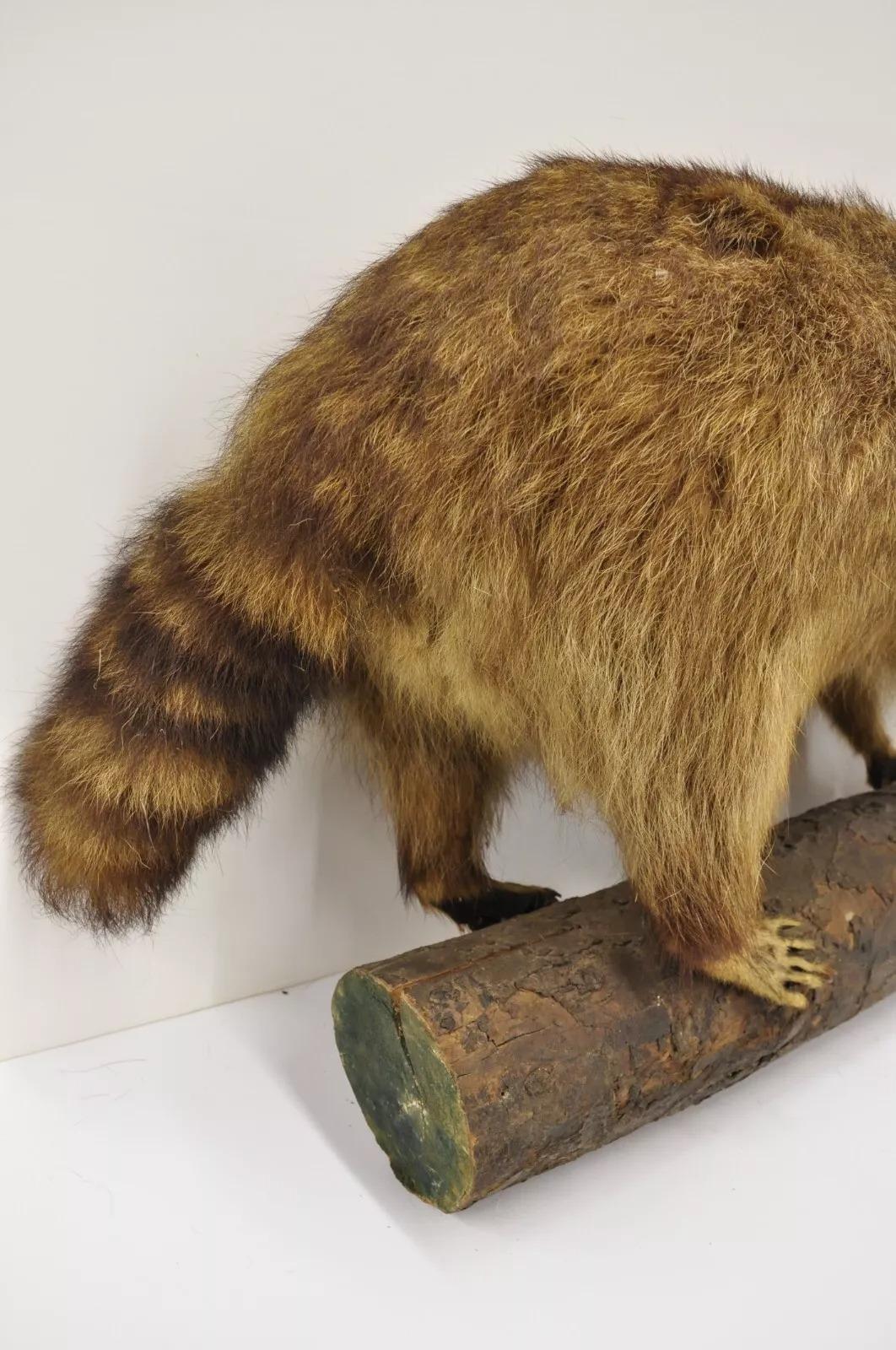 Vintage Full Body Mount Stuffed Racoon Wandbehang Taxidermie Mancave Deko-Dekor, Vintage (Unbekannt) im Angebot