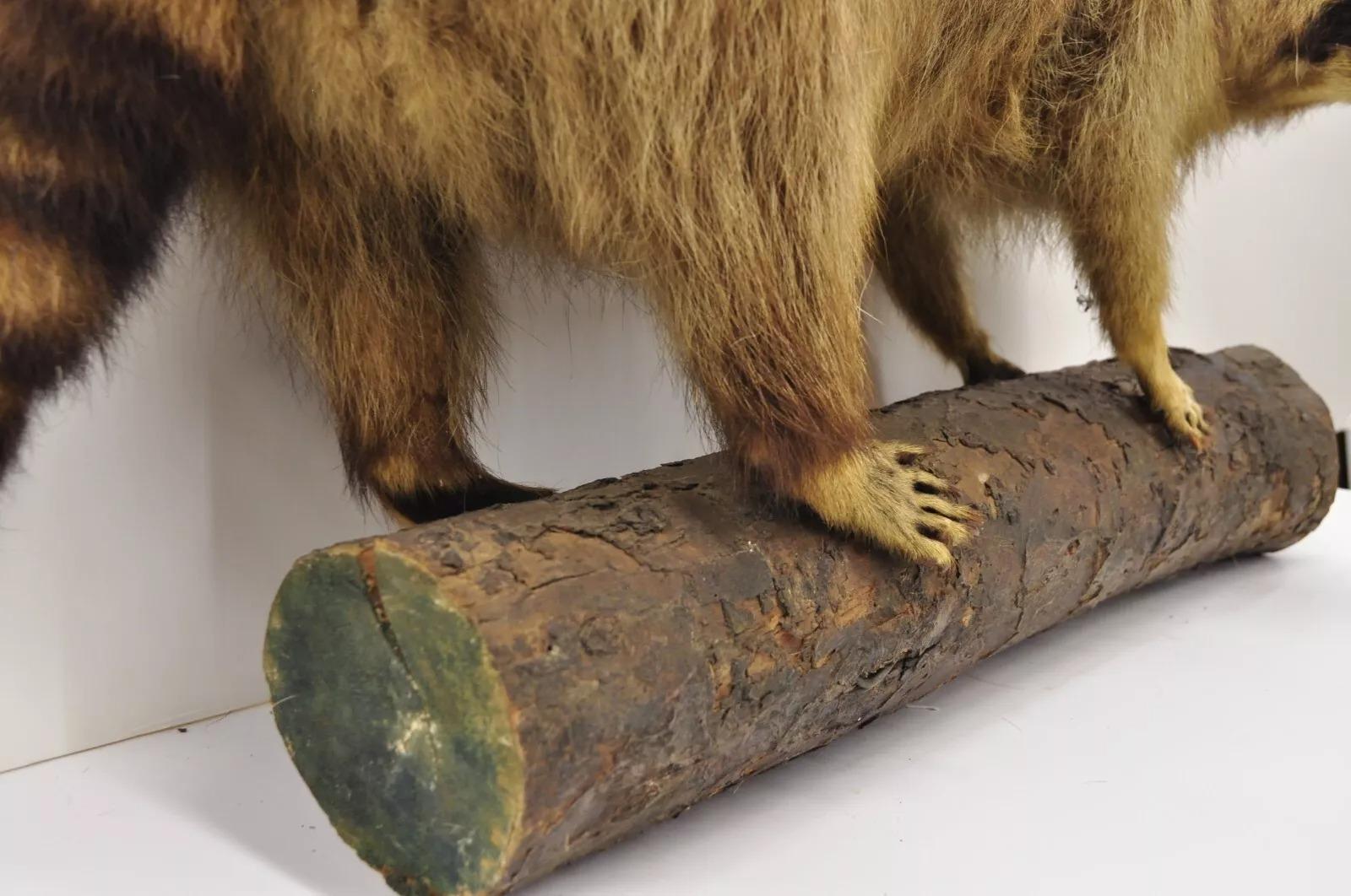 Vintage Full Body Mount Stuffed Racoon Wandbehang Taxidermie Mancave Deko-Dekor, Vintage im Zustand „Gut“ im Angebot in Philadelphia, PA