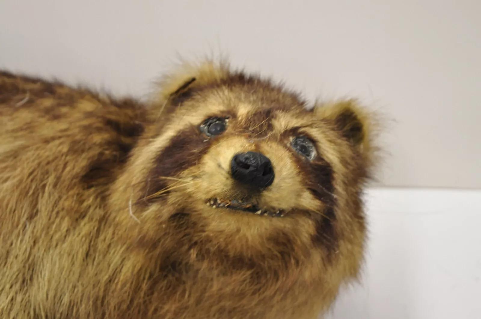 Vintage Full Body Mount Stuffed Racoon Wandbehang Taxidermie Mancave Deko-Dekor, Vintage (Pelz) im Angebot