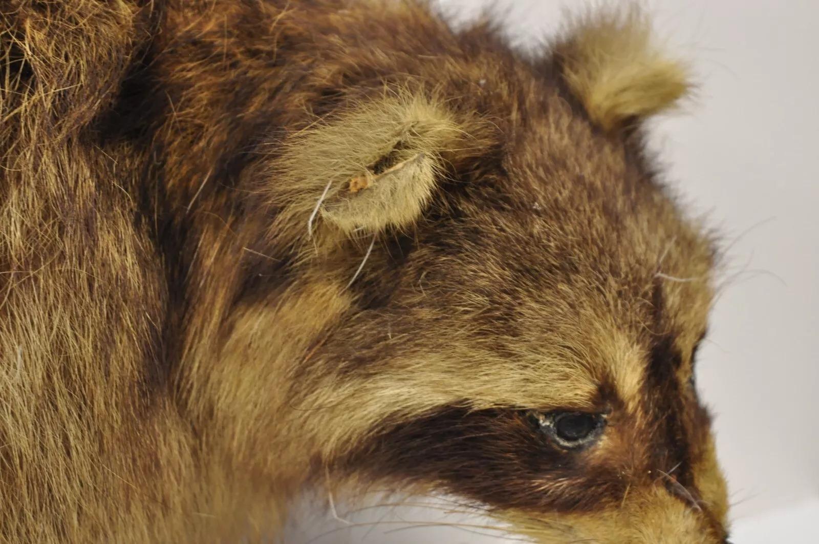 Vintage Full Body Mount Stuffed Racoon Wandbehang Taxidermie Mancave Deko-Dekor, Vintage im Angebot 1