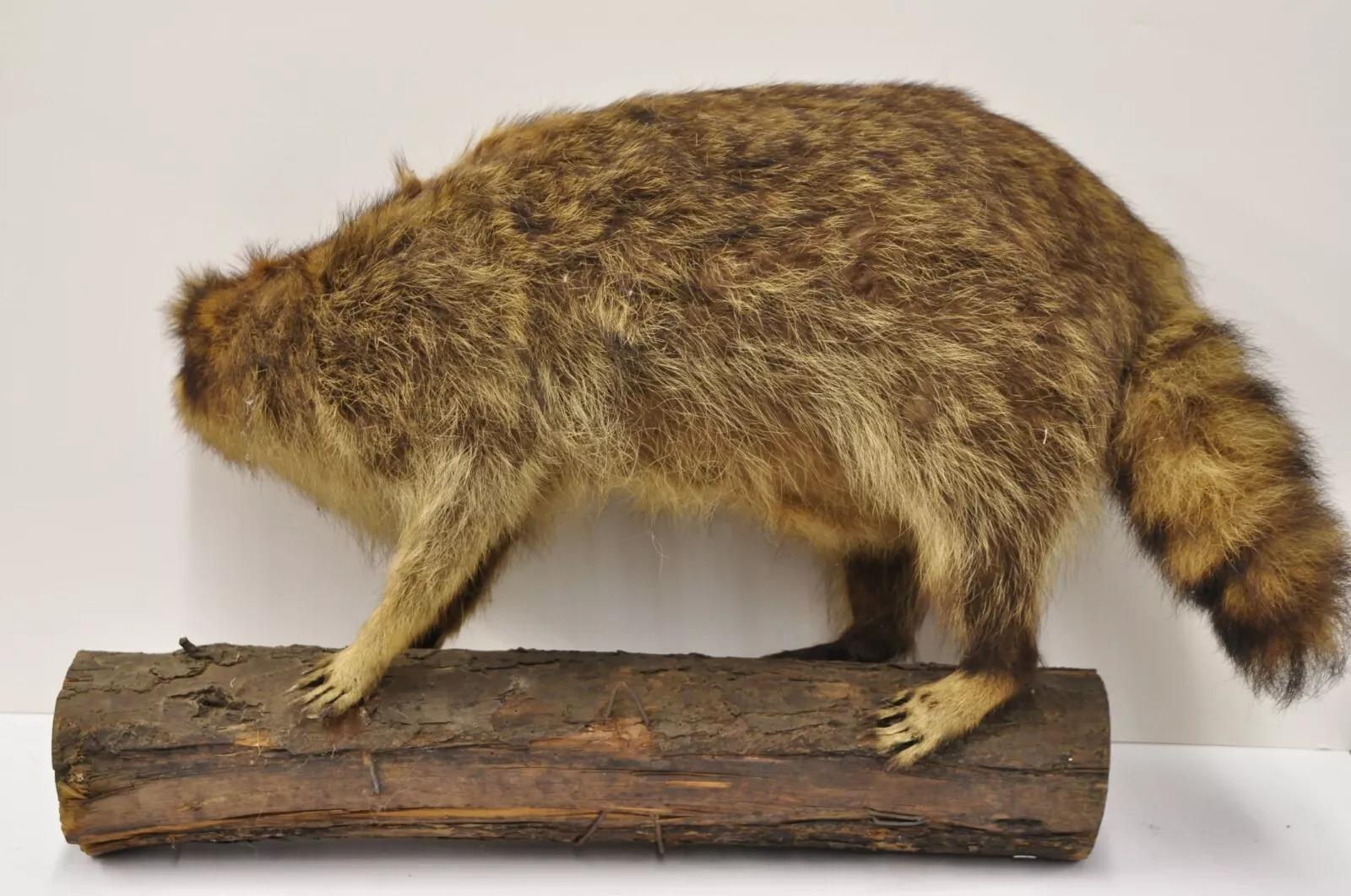 Vintage Full Body Mount Stuffed Racoon Wandbehang Taxidermie Mancave Deko-Dekor, Vintage im Angebot 2