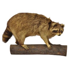Vintage Racoon impagliato a corpo intero appeso a parete Tassidermia Mancave Decor