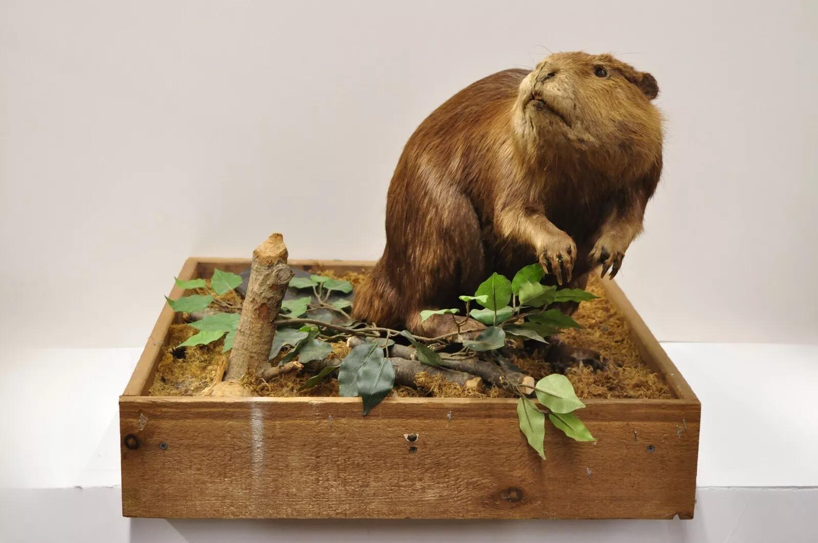 Vintage Full Body Standing Mount Biber Taxidermie Mancave Tischdekor im Angebot 5