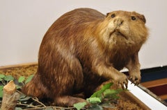 Vintage Full Body Standing Mount Beaver Taxidermy Mancave Tabletop Decor