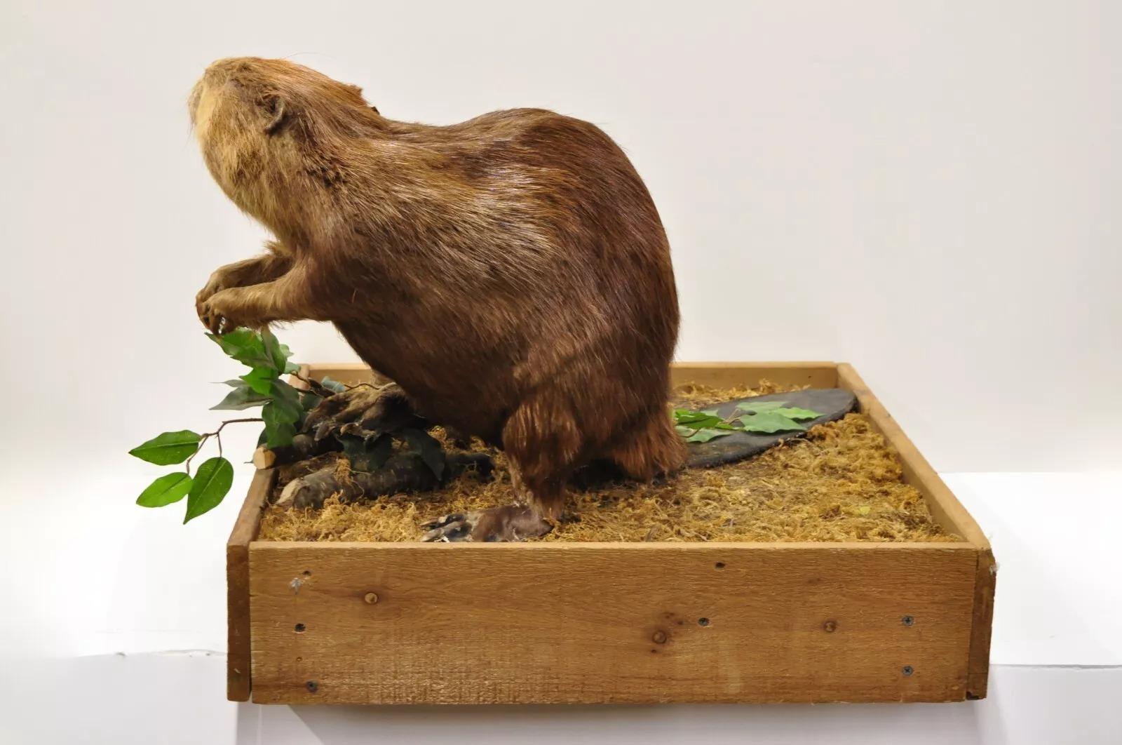 Vintage Full Body Standing Mount Biber Taxidermie Mancave Tischdekor (Rustikal) im Angebot
