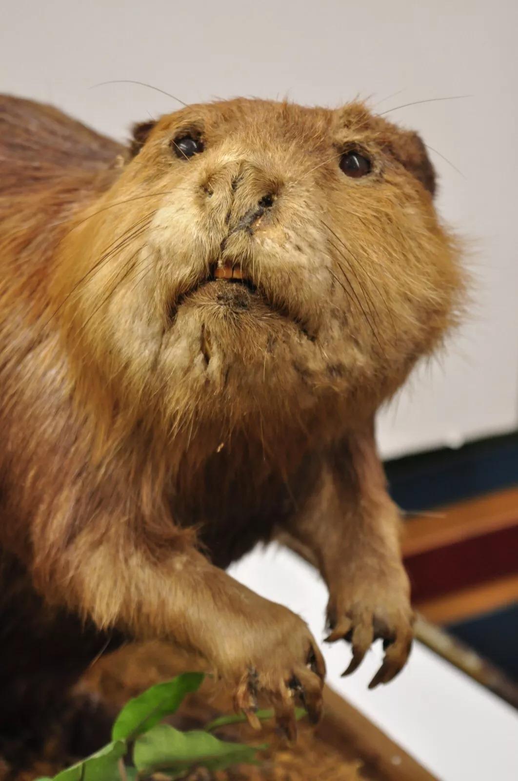 Vintage Full Body Standing Mount Biber Taxidermie Mancave Tischdekor (Unbekannt) im Angebot