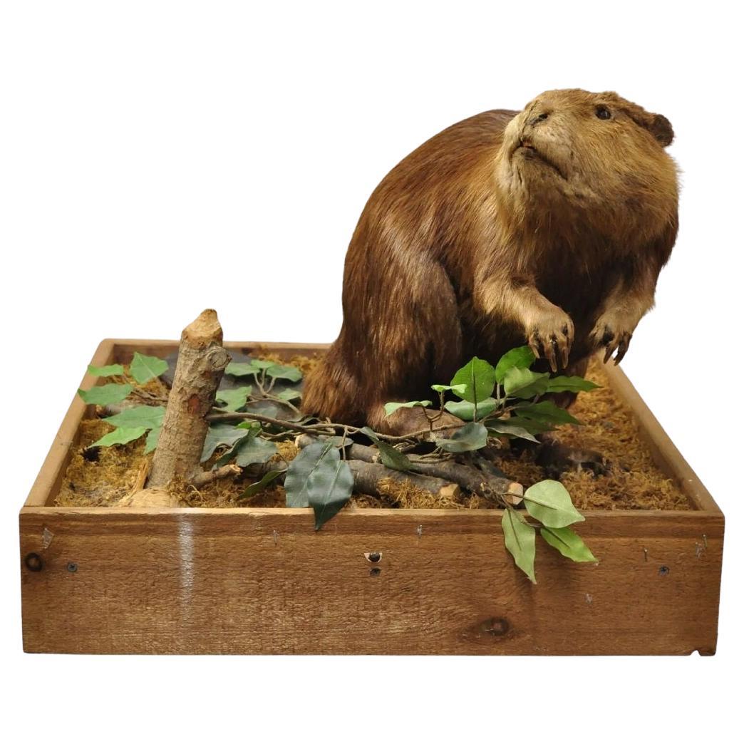 Vintage Body Full Mount Beaver Taxidermy Mancave Tabletop Decor