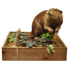 Vintage Full Body Standing Mount Biber Taxidermie Mancave Tischdekor