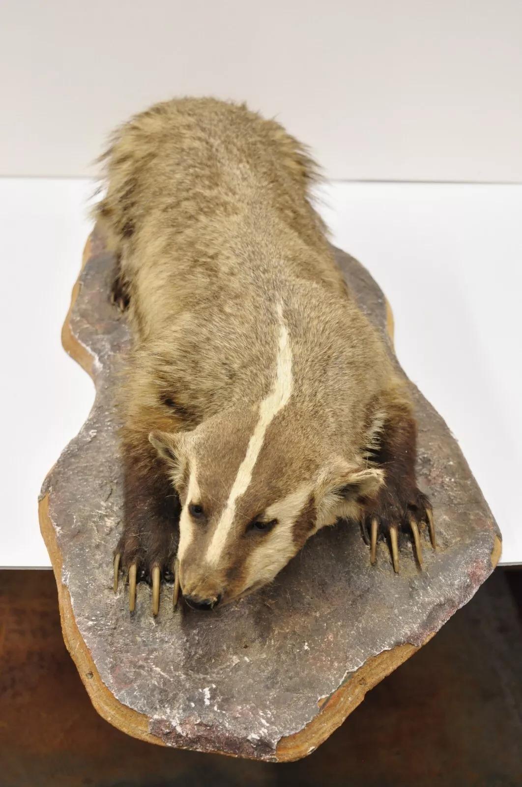Vintage Full Body Table Mount Stuffed American Badger Taxidermy Mancave Decor 5