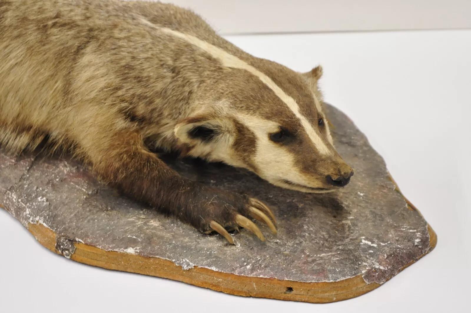 Vintage Full Body Table Mount Stuffed American Badger Taxidermy Mancave Decor by Douglas Cox of Colorado. Circa Early 20th Century. Measurements (Overall): 8