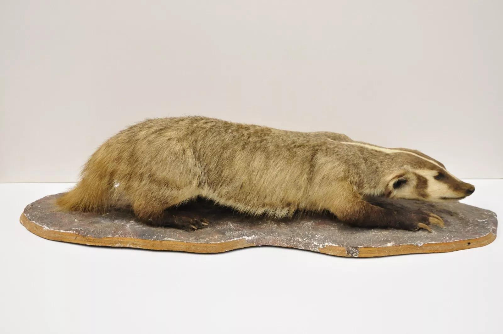 Rustic Vintage Full Body Table Mount Stuffed American Badger Taxidermy Mancave Decor