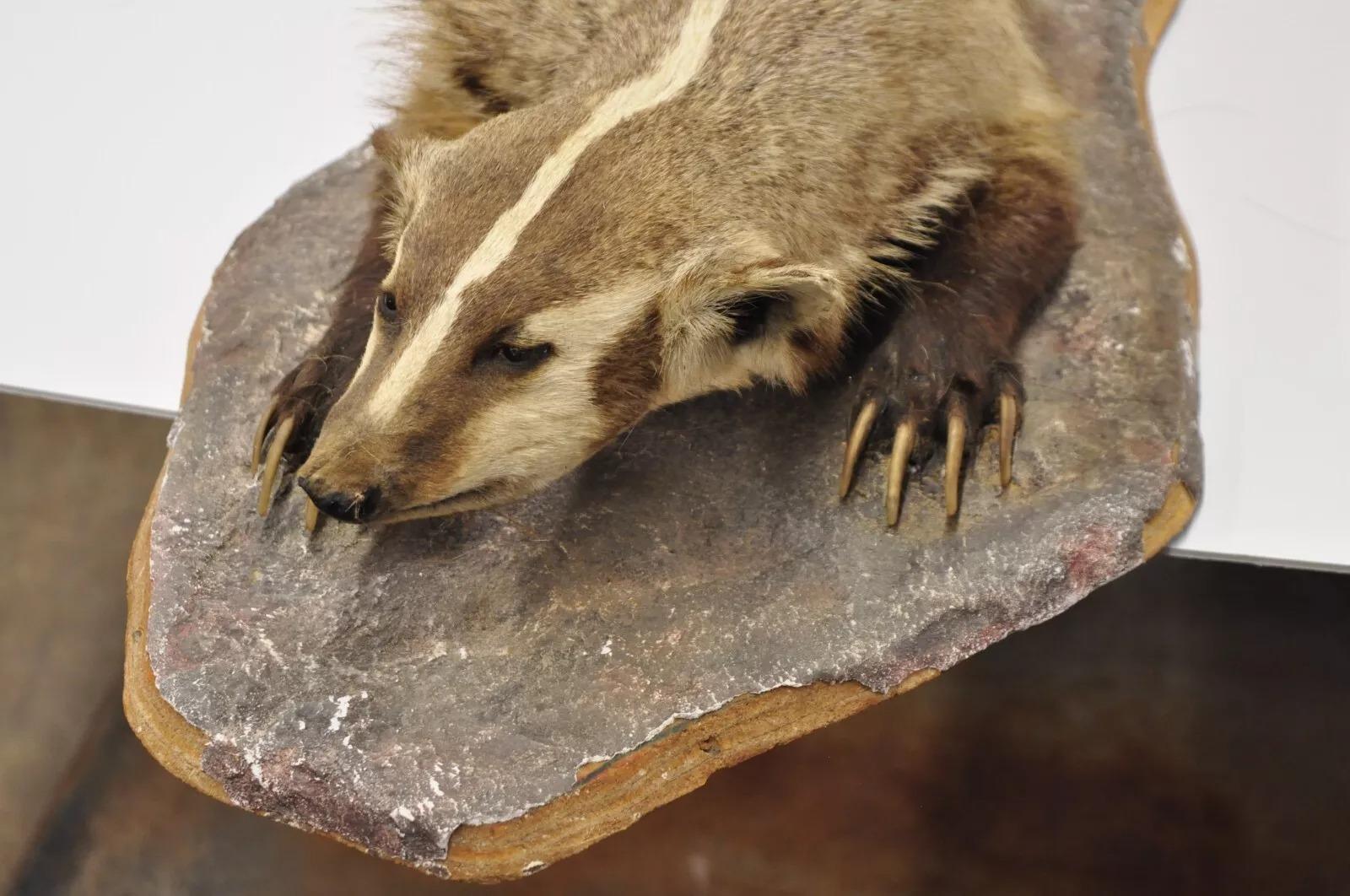 Unknown Vintage Full Body Table Mount Stuffed American Badger Taxidermy Mancave Decor