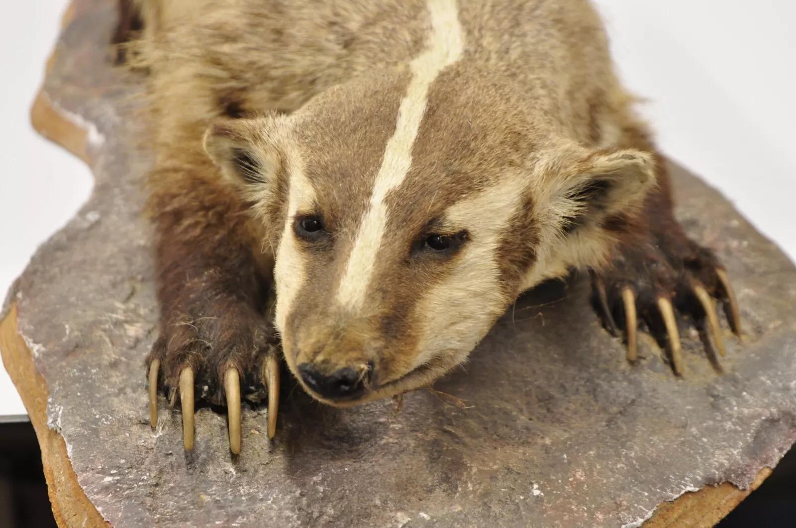 Vintage Full Body Table Mount Stuffed American Badger Taxidermy Mancave Decor In Good Condition In Philadelphia, PA