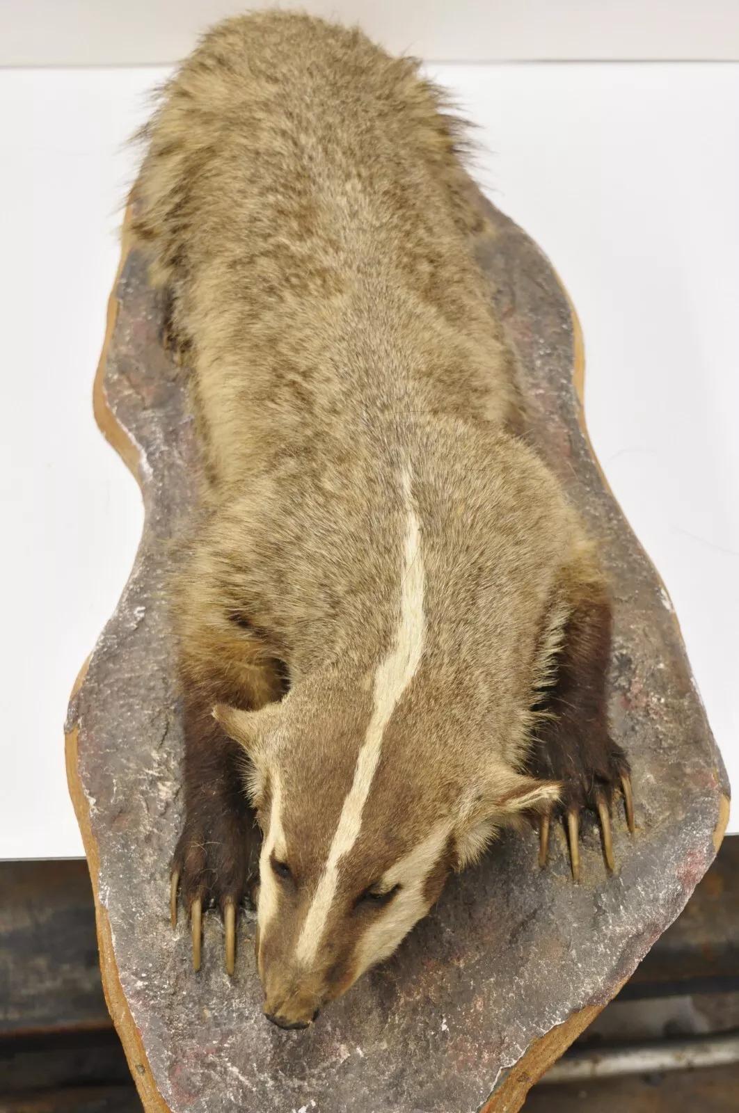 20th Century Vintage Full Body Table Mount Stuffed American Badger Taxidermy Mancave Decor