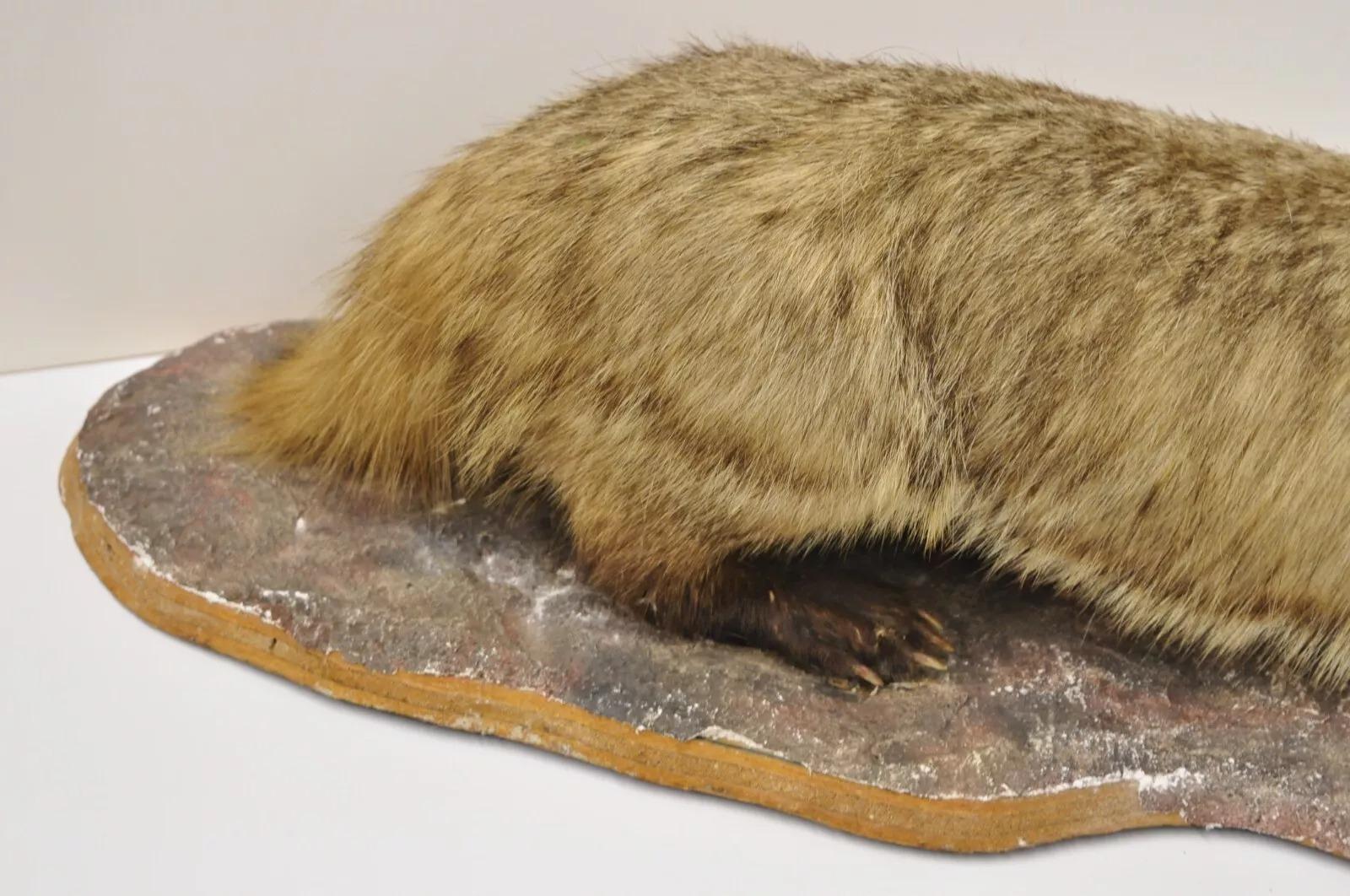 Fur Vintage Full Body Table Mount Stuffed American Badger Taxidermy Mancave Decor