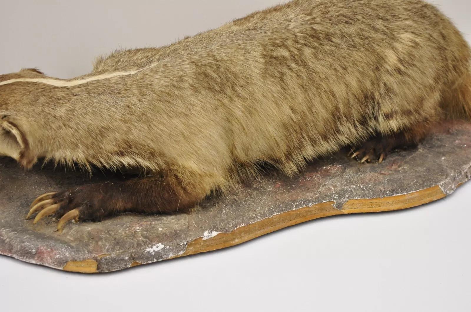 Vintage Full Body Table Mount Stuffed American Badger Taxidermy Mancave Decor 1