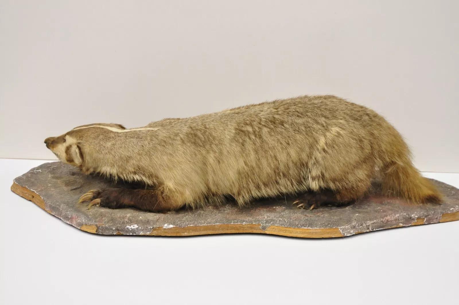 Vintage Full Body Table Mount Stuffed American Badger Taxidermy Mancave Decor 2