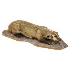 Vintage Full Body Table Mount Stuffed American Badger Taxidermy Mancave Decor