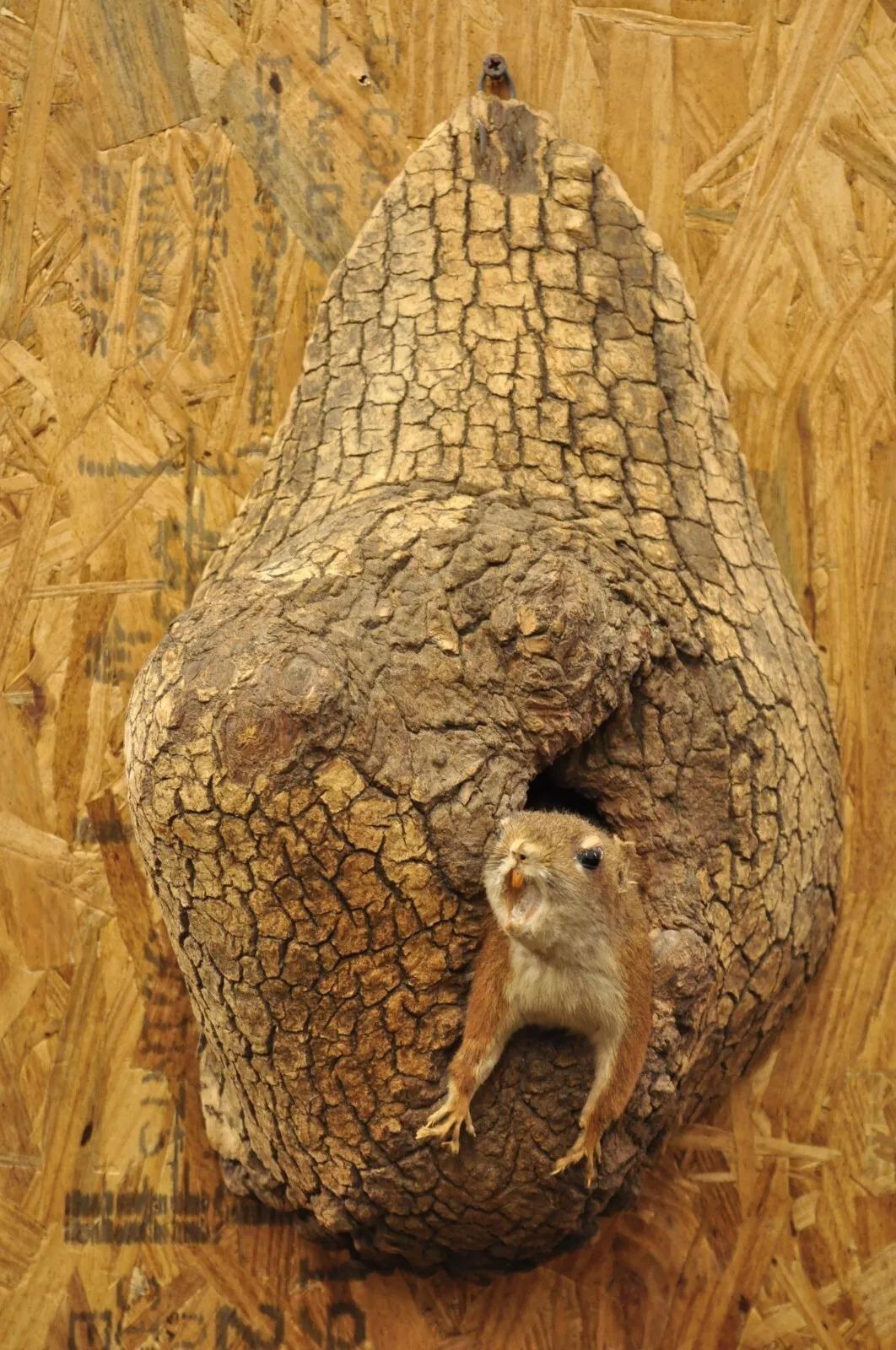 Vintage Full Body Wood Mount Squirrel in Tree Taxidermy Mancave Wall Decor For Sale 4