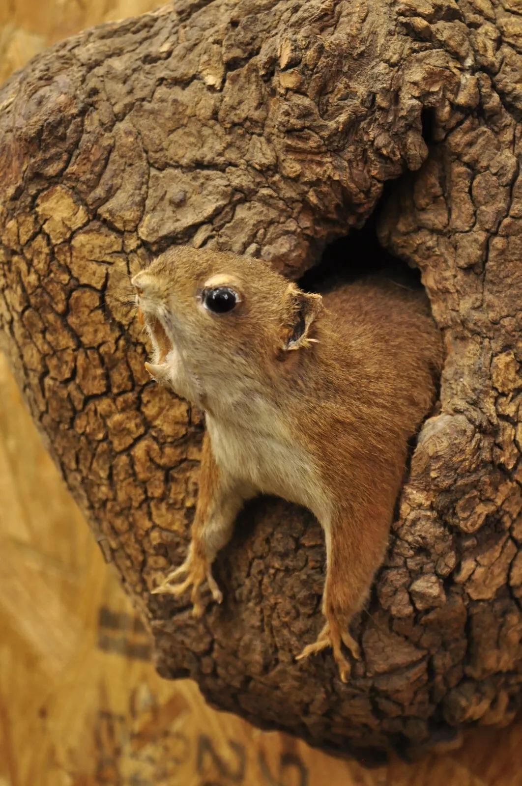 Vintage Full Body Wood Mount Squirrel in Tree Taxidermy Mancave Wall Decor. Circa Mid 20th Century. Measurements (Overall): 16