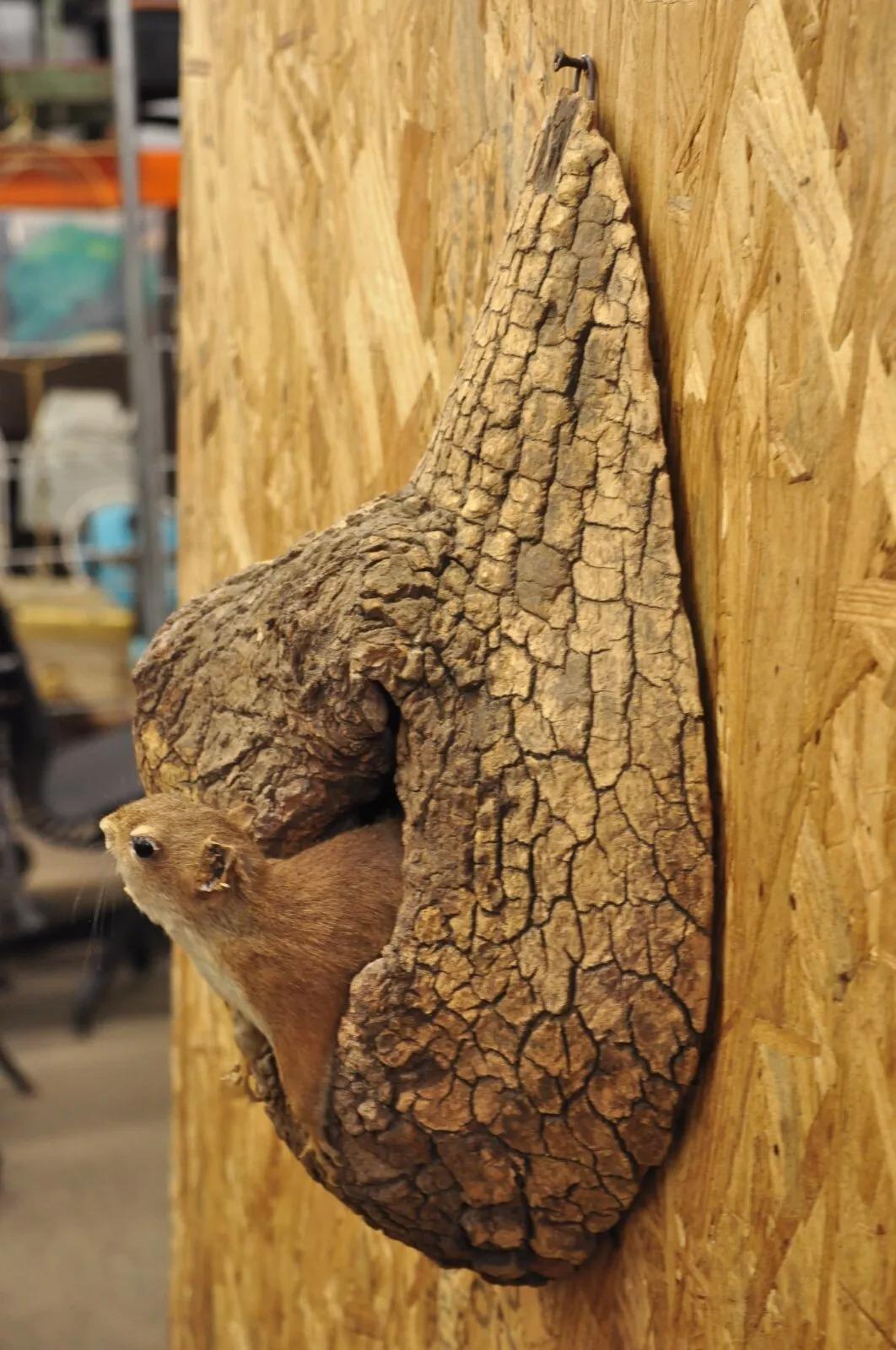 Rustic Vintage Full Body Wood Mount Squirrel in Tree Taxidermy Mancave Wall Decor For Sale
