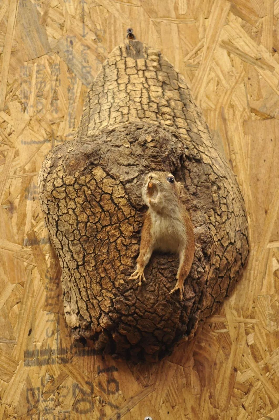 Unknown Vintage Full Body Wood Mount Squirrel in Tree Taxidermy Mancave Wall Decor For Sale