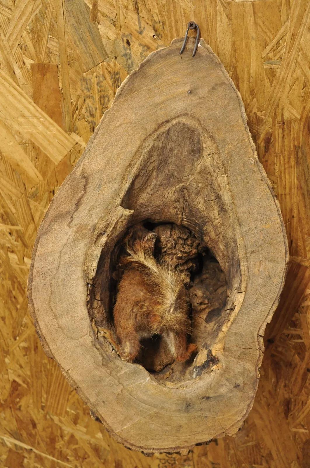 Vintage Full Body Wood Mount Squirrel in Tree Taxidermy Mancave Wall Decor For Sale 1