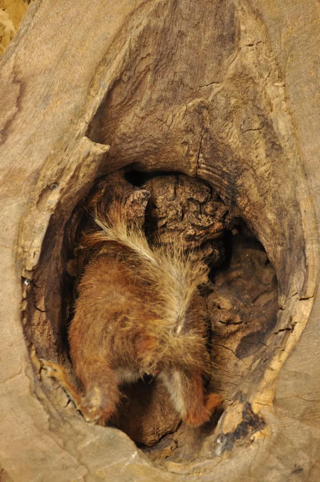 Vintage Full Body Wood Mount Squirrel in Tree Taxidermy Mancave Wall Decor For Sale 2