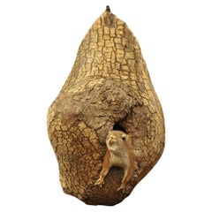 Vintage Wood Mount scoiattolo a corpo intero in albero tassidermia Mancave Wall Decor
