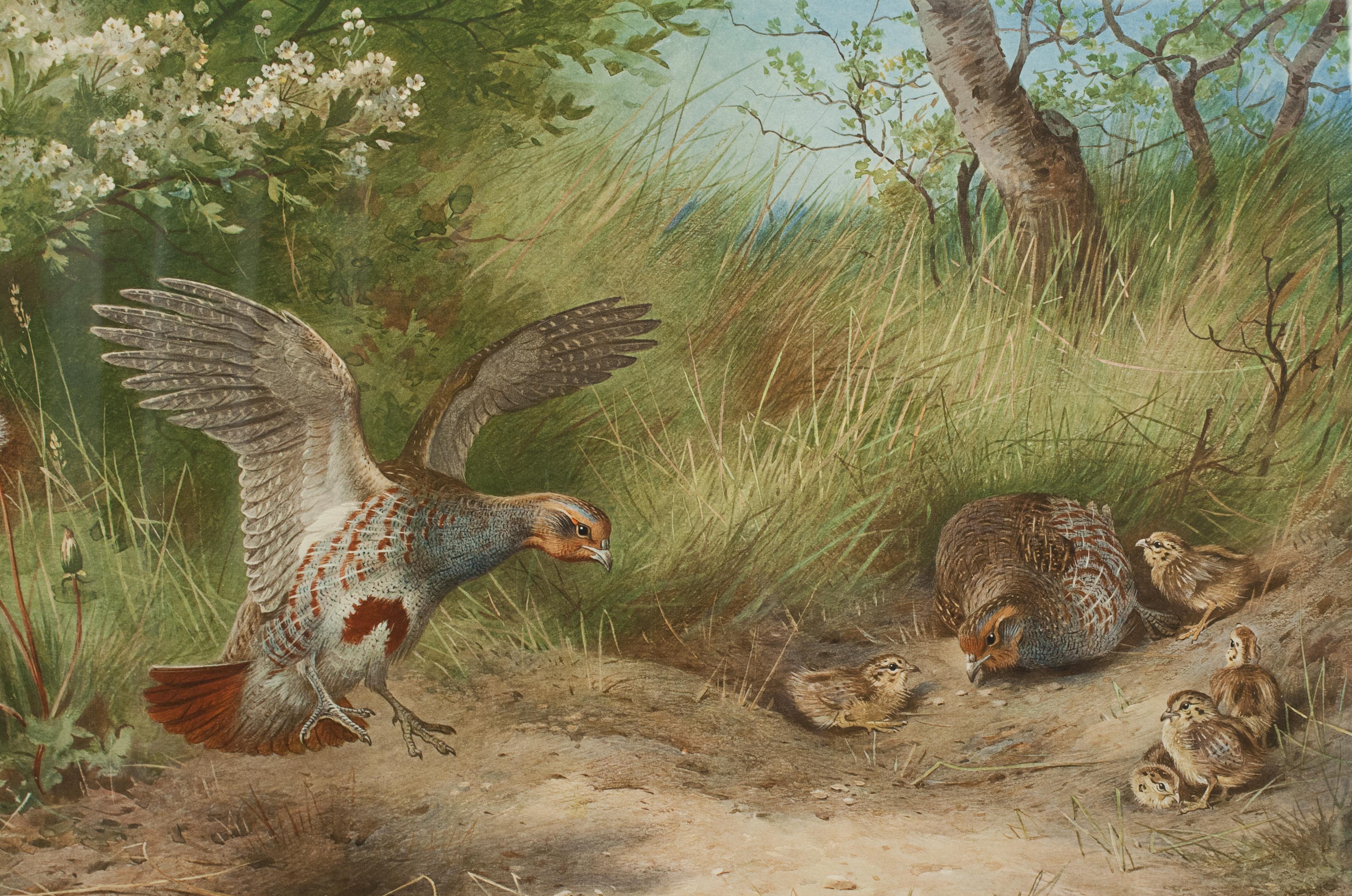 Vintage Game Bird Prints, Colotypes by Archibald Thorburn 'The Seasons' 3