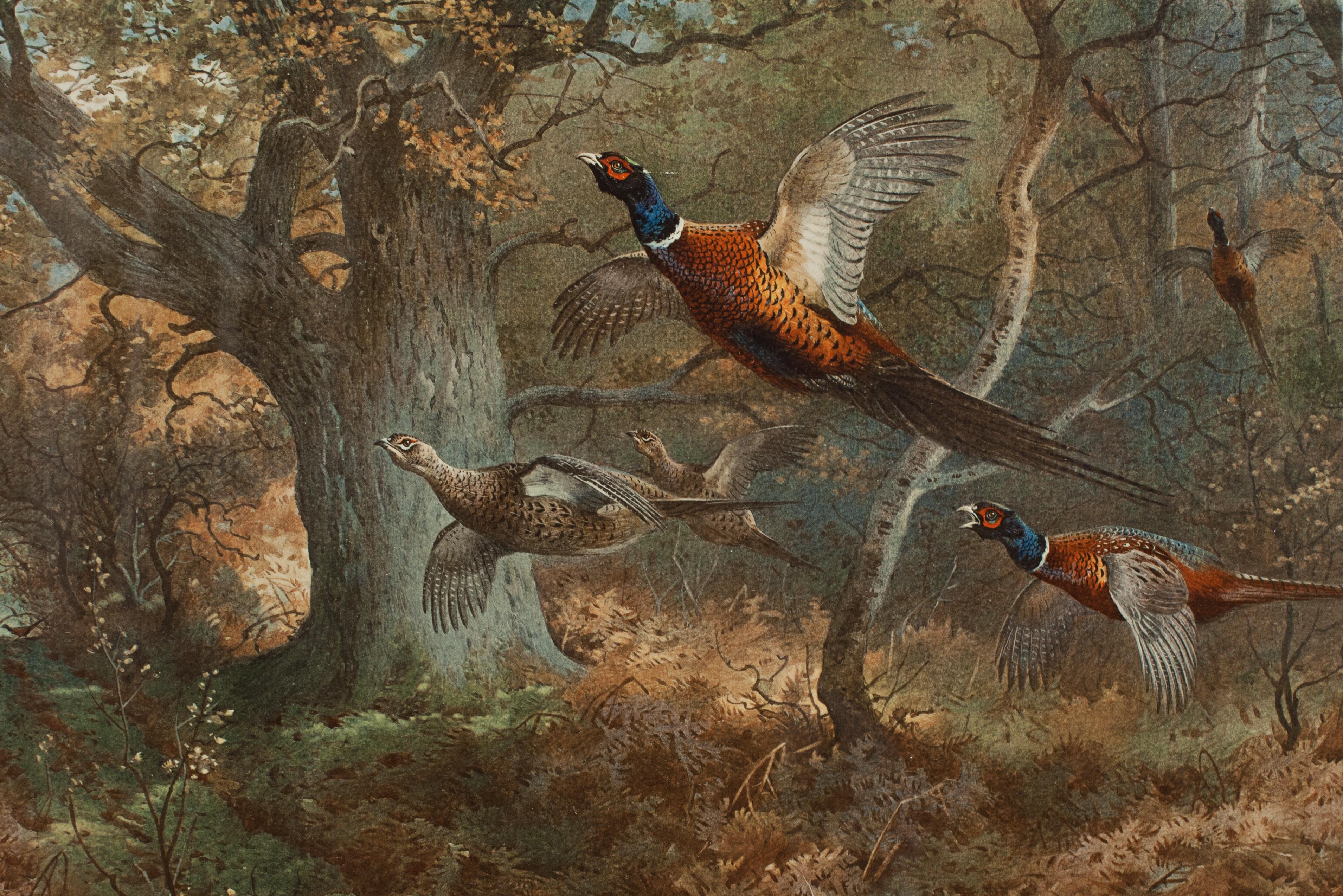 Vintage Game Bird Prints, Colotypes by Archibald Thorburn 'The Seasons' 4