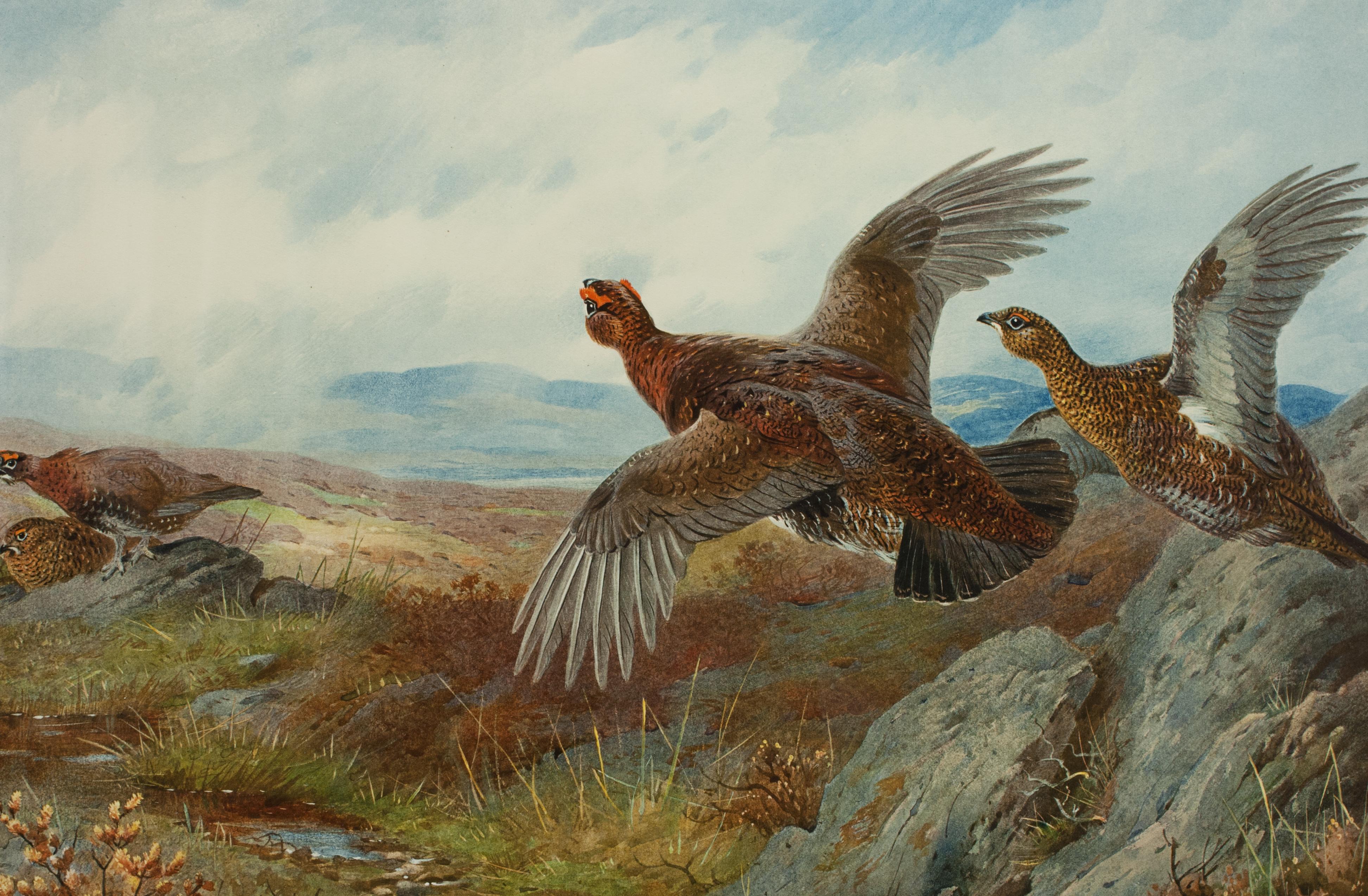 Vintage Game Bird Prints, Colotypes by Archibald Thorburn 'The Seasons' 5