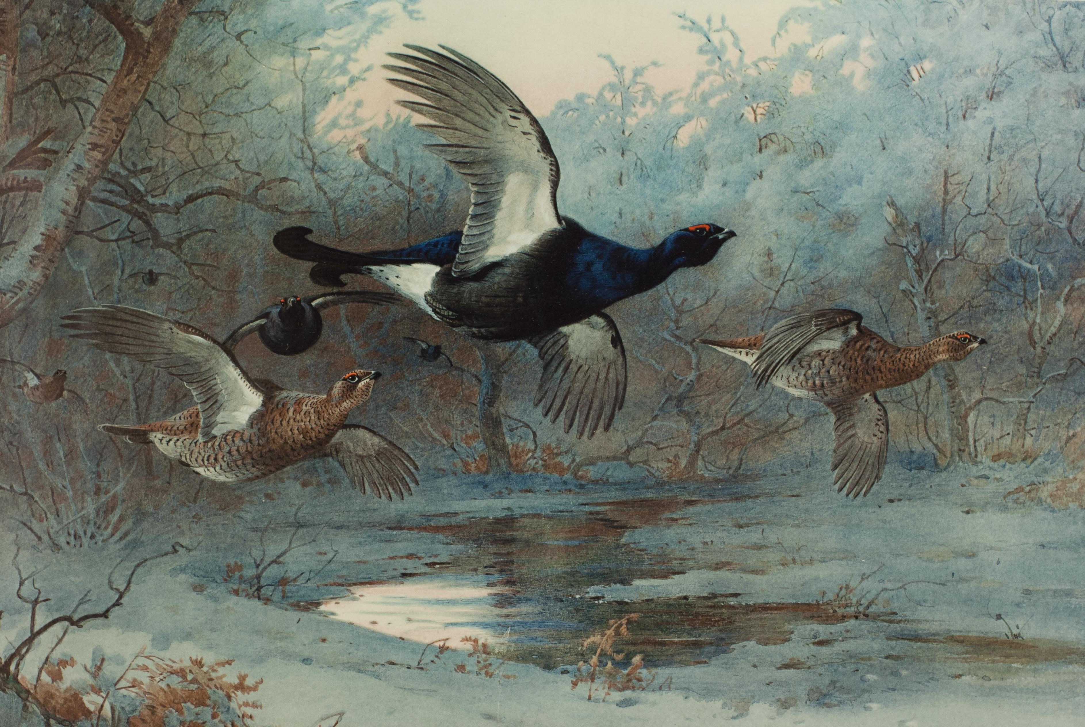 Vintage Game Bird Prints, Colotypes by Archibald Thorburn 'The Seasons' 6