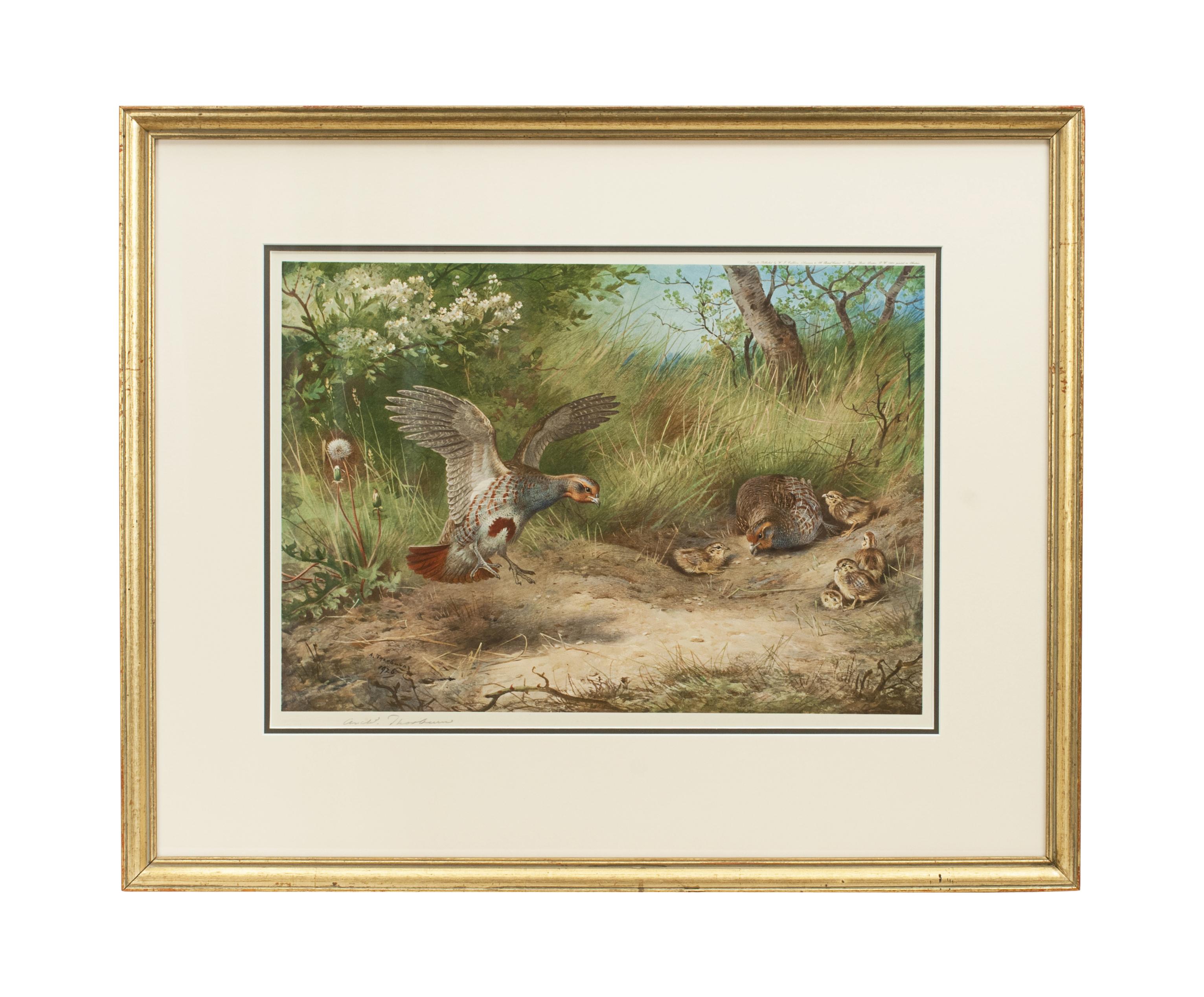 Signed Artist Proofs, The Seasons by Archibald Thorburn.
A set of four game bird colotypes by Archibald Thorburn, titled 'The Seasons'. Each bird represents a season, Partridge - Spring, Pheasant - Autumn, Grouse - Summer, Black Game - Winter. All