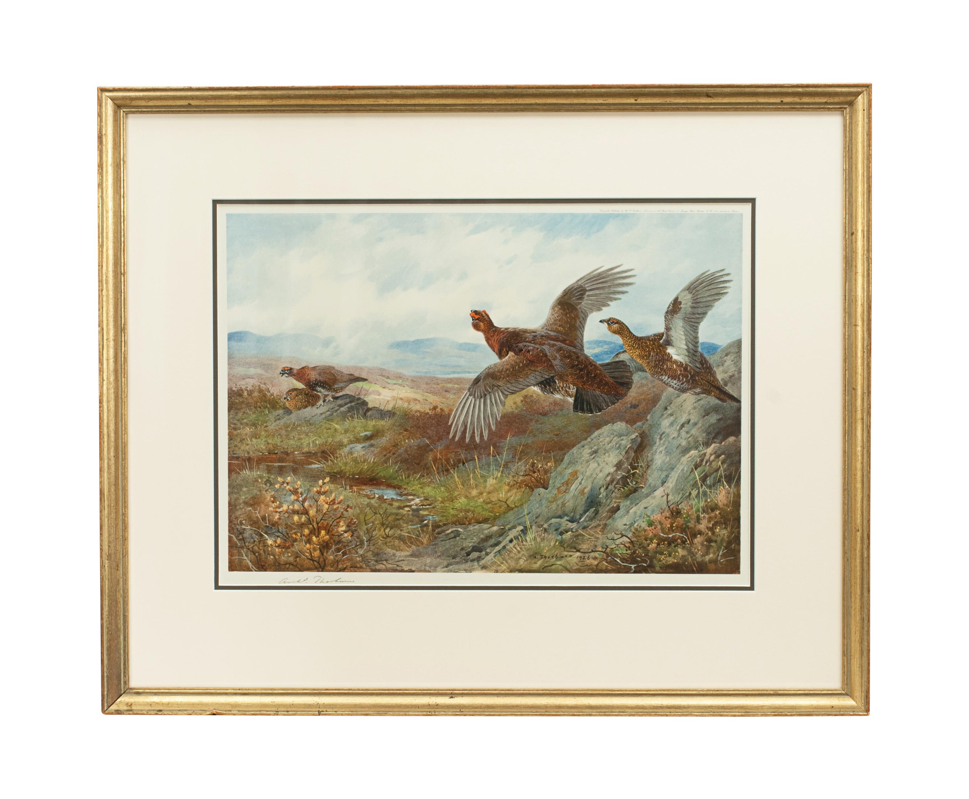 British Vintage Game Bird Prints, Colotypes by Archibald Thorburn 'The Seasons'