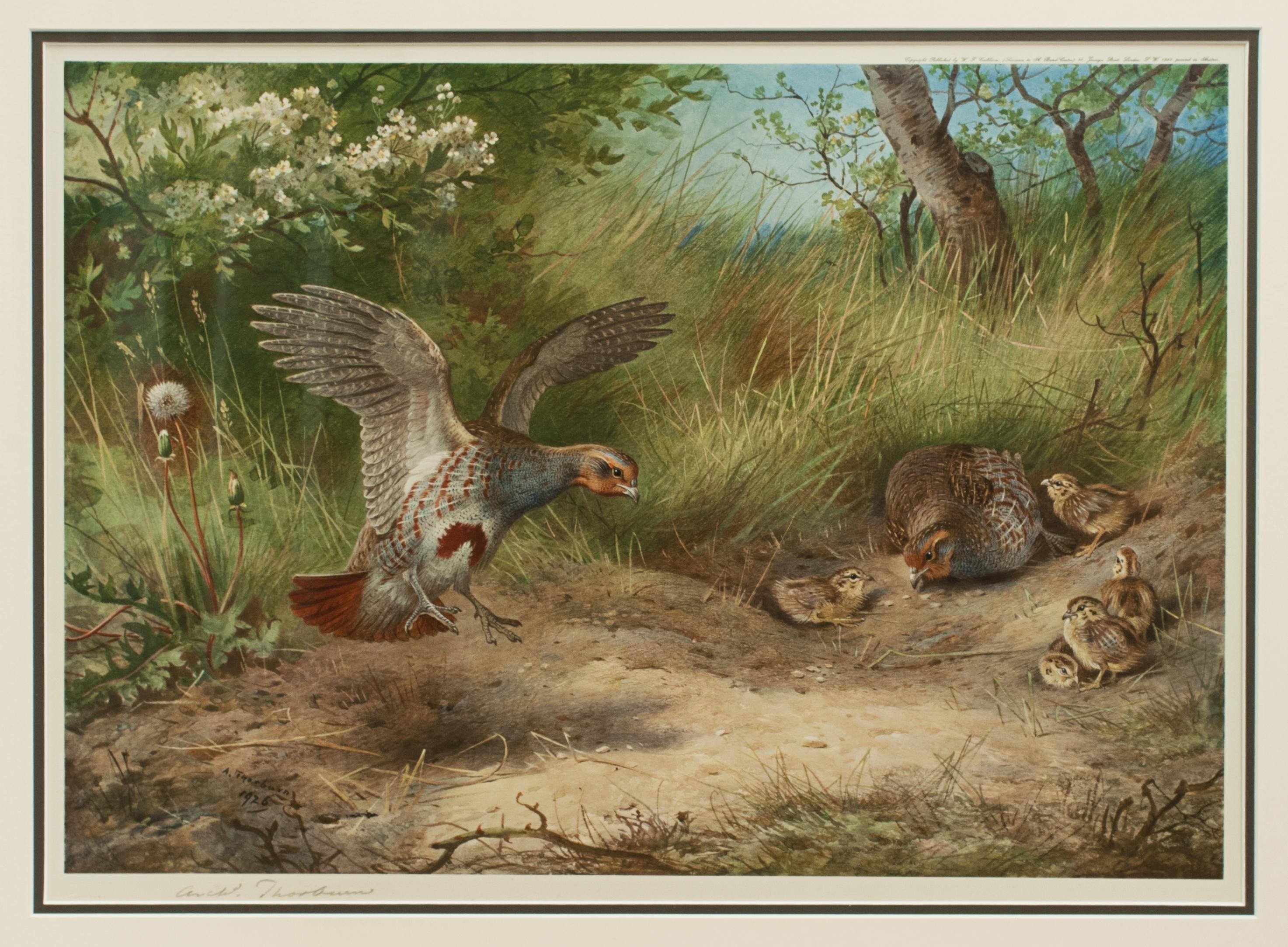 Early 20th Century Vintage Game Bird Prints, Colotypes by Archibald Thorburn 'The Seasons'