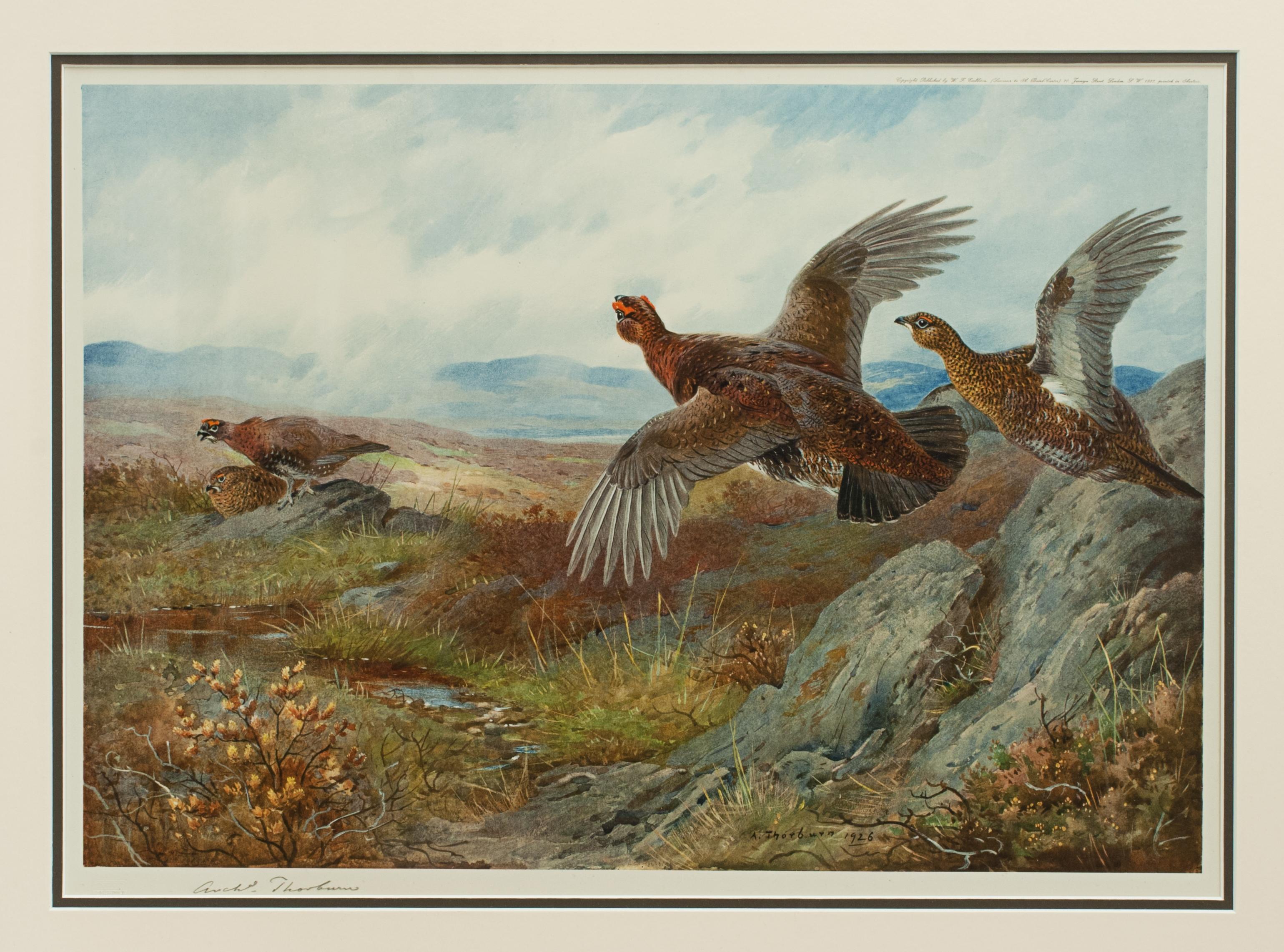 Vintage Game Bird Prints, Colotypes by Archibald Thorburn 'The Seasons' 1