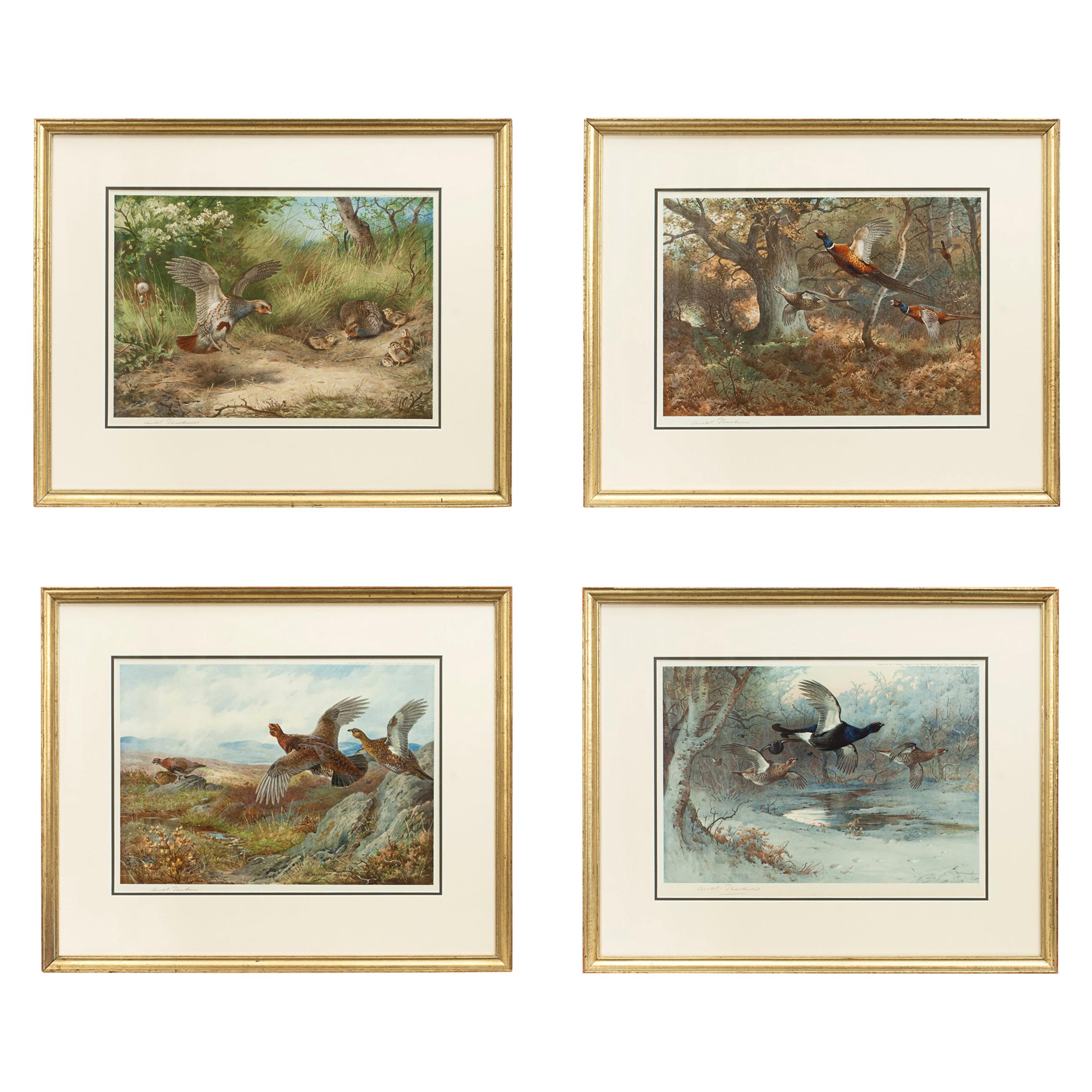 Vintage Game Bird Prints, Colotypes by Archibald Thorburn 'The Seasons'
