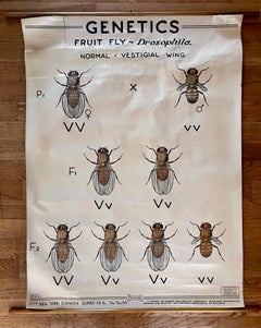Vintage "Genetics Fruit Fly Drosophila" Wall Chart Poster, 1941
